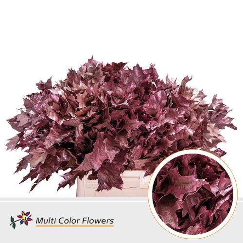 Quercus rubra kleurbehandeld H%