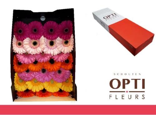 Gerbera grootbloemig gemengd op rij