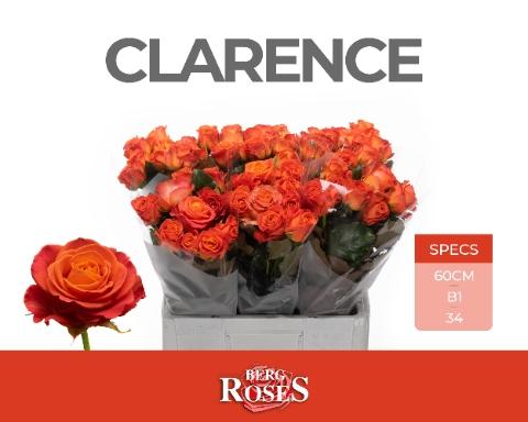 Rosa grootbloemig Clarence+