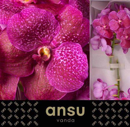 Vanda Sumathi Magic Fuchsia