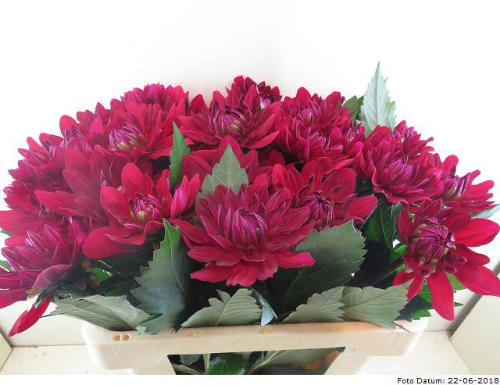Dahlia 'Contessa'