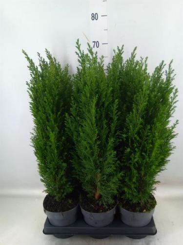 Chamaecyparis lawsoniana 'Ellwoodii'
