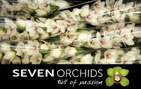 Cymbidium grootbloemig per tak 'Mazurka'