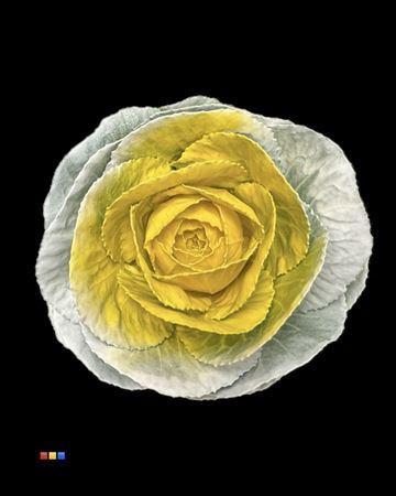 Brassica oleracea kleurbehandeld H%