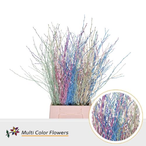 Betula kleurbehandeld H%