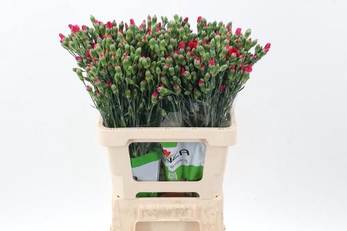 Dianthus tros Solomio Imre