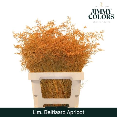 Limonium overig kleurbehandeld H%
