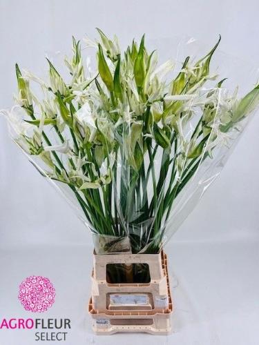Nerine bowdenii 'Like a Virgin'