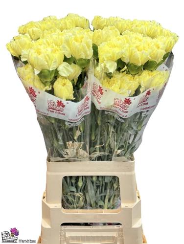 Dianthus standaard 'Diletta'