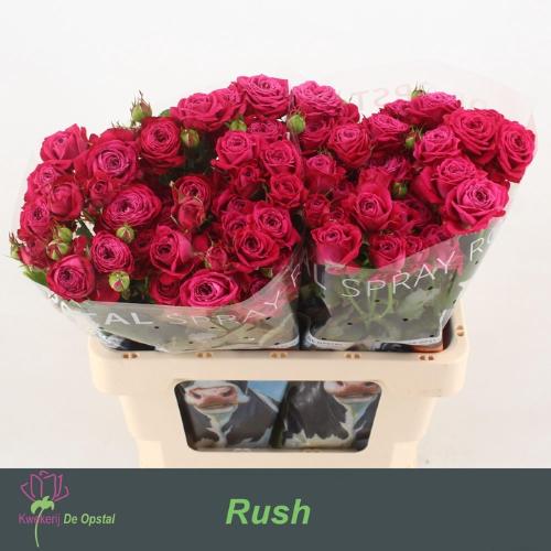 Rosa tros Rush