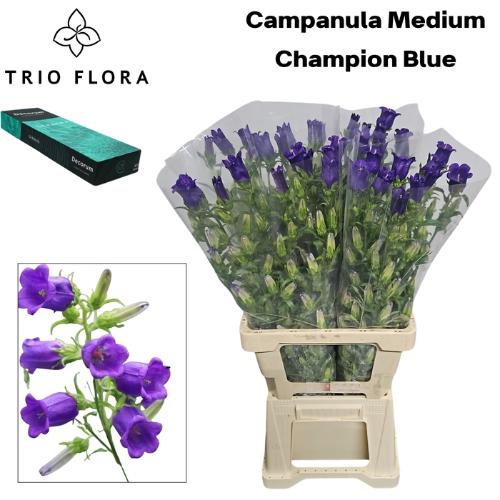 Campanula medium 'Champion Blue'