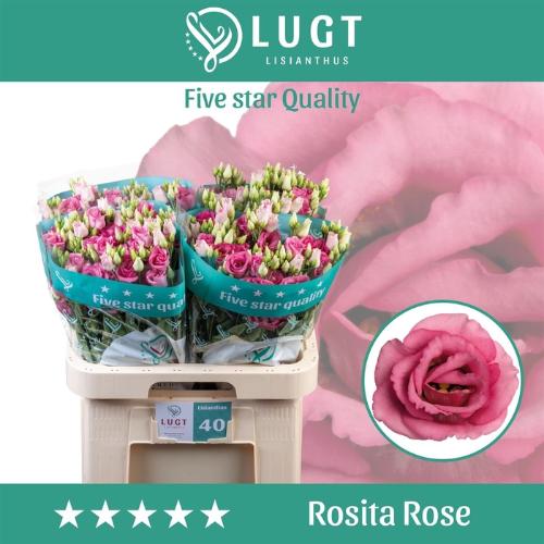 Eustoma russellianum gevuldbloemig 'Rosita Rose Pink'