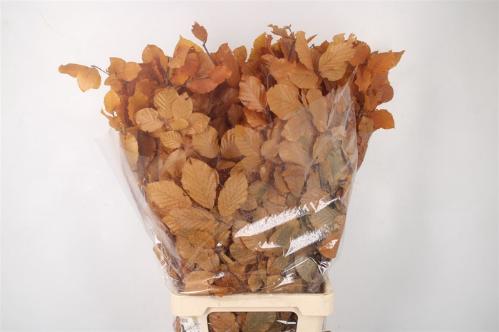 Eucalyptus polyanthemos (fruit) kleurbehandeld per bos H%