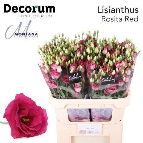 Eustoma russellianum gevuldbloemig 'Rosita Red'