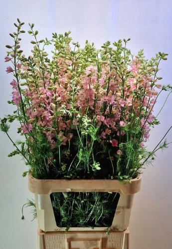 Consolida regalis 'Qis Light Pink'