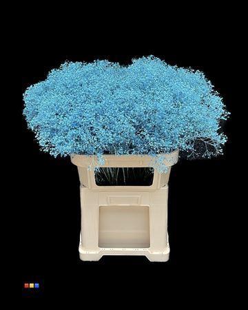 Gypsophila overig kleurbehandeld H%