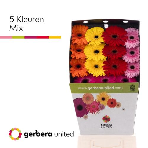 Gerbera grootbloemig gemengd
