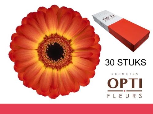 Gerbera mini Flamazing