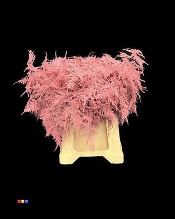 Asparagus overig kleurbehandeld H%