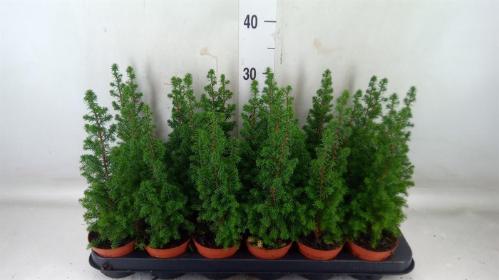 Chamaecyparis thyoides 'Top Point'