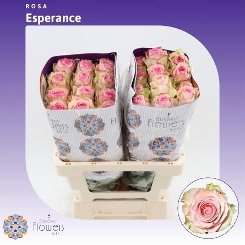 Rosa grootbloemig Esperance