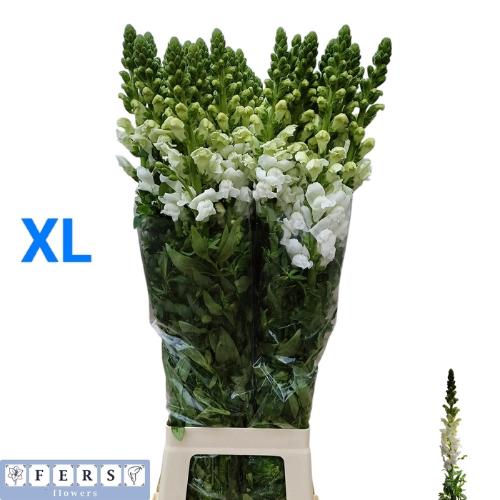 Antirrhinum majus 'Albi White'