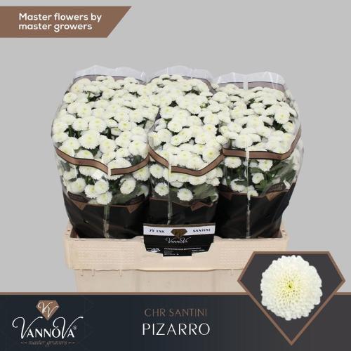 Chrysanthemum (Indicum Grp) tros santini (Indicum Grp) Pizarro