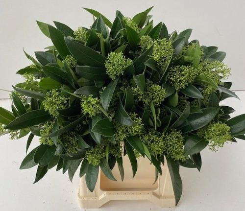 Skimmia per bos confusa 'Kew Green'