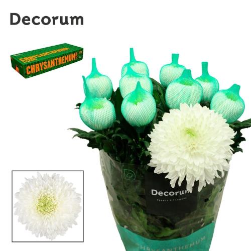Chrysanthemum Indicum Grp geplozen Magnum