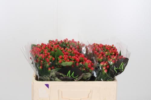 Hypericum androsaemum Tomato Flair