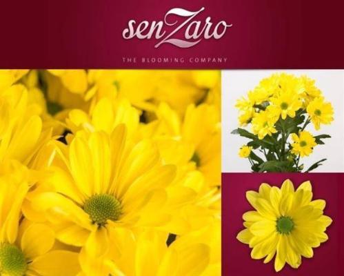 Chrysanthemum Indicum Grp tros kas Celebrate