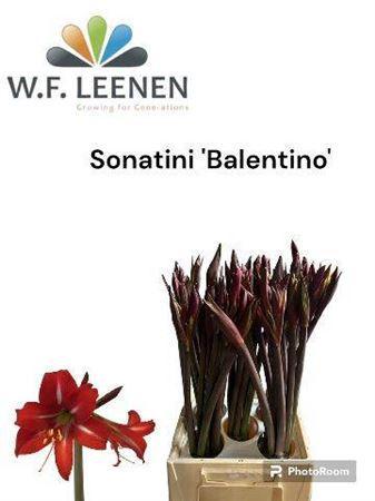 Hippeastrum (Colibri Grp) Sonatini Balentino
