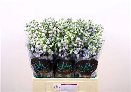 Delphinium Elatum Grp dubbelbloemig 'Guardian Lavender'
