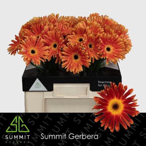 Gerbera grootbloemig Di Maggio+