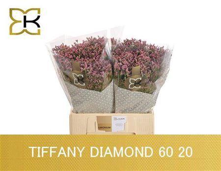 Limonium sinense Tiffany Diamond