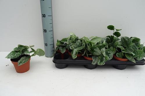 Gerbera grootbloemig Torro