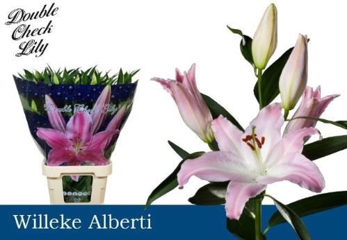 Lilium Oriental Grp 'Willeke Alberti'