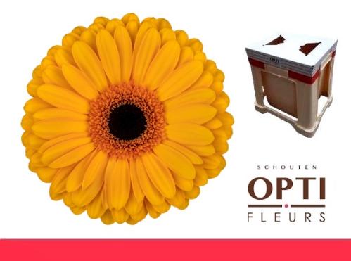 Gerbera grootbloemig 'Oaklyn'