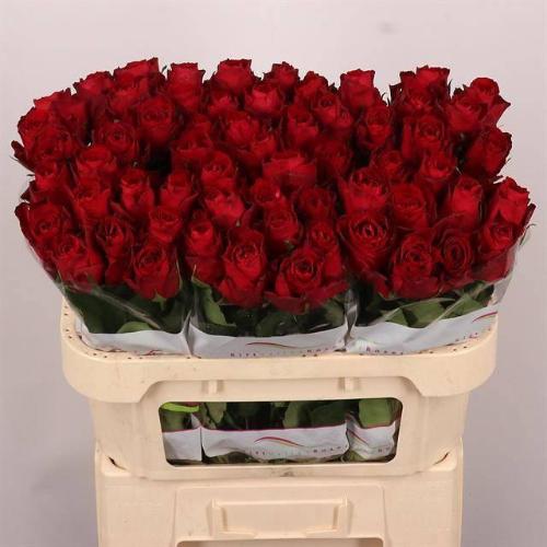 Rosa grootbloemig Madam Red