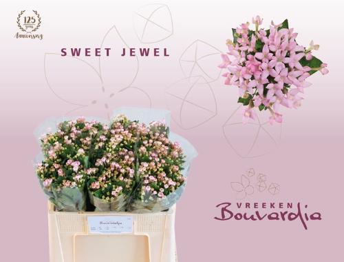 Bouvardia enkelbloemig Sweet Jewel