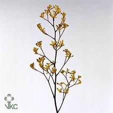 Anigozanthos 'Yellow Gem'