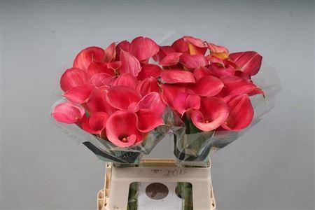 Zantedeschia 'Call Aruna'