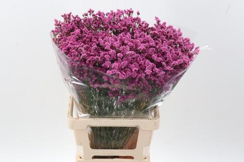 Limonium sinensis Princess Diamond