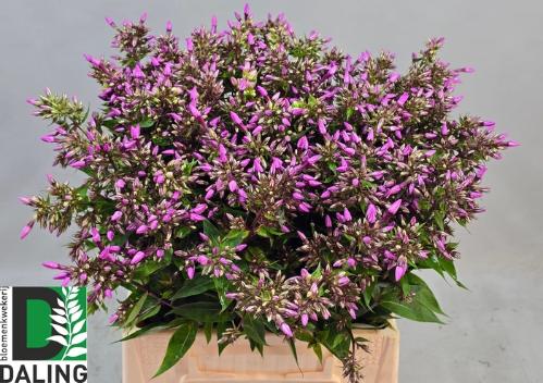 Phlox (Paniculata Grp) Pink Eyes