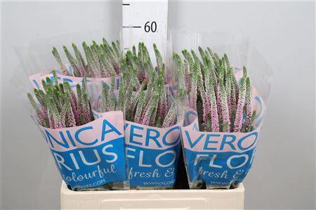 Veronica Clea Roswitha