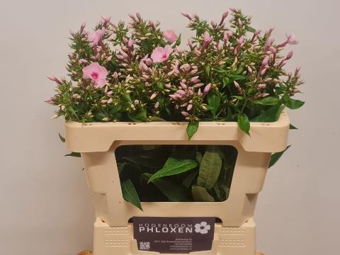 Phlox Paniculata Grp 'Sweet Lexy'