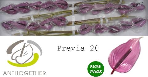 Anthurium Andreanum Grp Previa