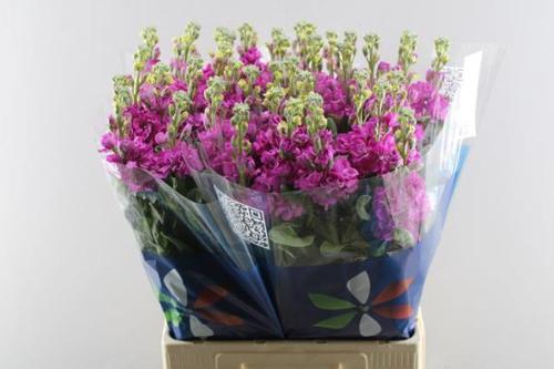 Matthiola incana 'Iron Deep Pink'