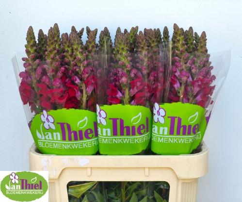 Antirrhinum majus 'Potomac Red'