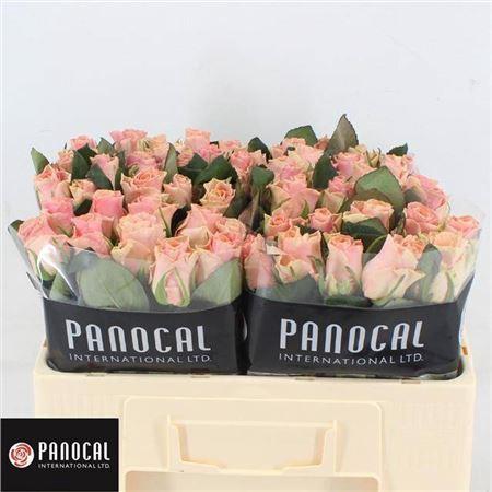 Rosa grootbloemig Sweet Tacazzi+